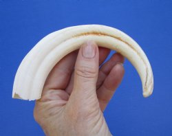  8-1/4 inches African Warthog Ivory Tusk, 2.5 ounces, <font color=red> 6-1/4 inches Solid</font> for $34.99