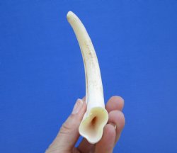  8-1/4 inches African Warthog Ivory Tusk, 2.5 ounces, <font color=red> 6-1/4 inches Solid</font> for $34.99
