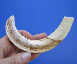  8-7/8 inches African Warthog Ivory Tusk, 3.6 ounces, <font color=red> 7-1/2 inches Solid</font> for $39.99