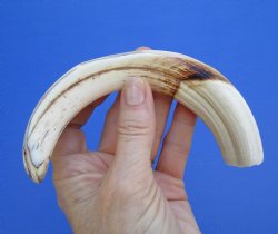  8-7/8 inches African Warthog Ivory Tusk, 3.6 ounces, <font color=red> 7-1/2 inches Solid</font> for $39.99
