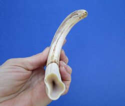  8-7/8 inches African Warthog Ivory Tusk, 3.6 ounces, <font color=red> 7-1/2 inches Solid</font> for $39.99