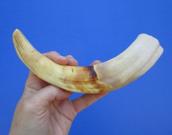 10 inches Large Warthog Tusk (<font color=red>6-1/4 inches Solid</font>) for $59.99