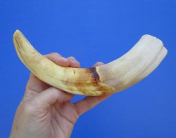 10 inches Large Warthog Tusk (<font color=red>6-1/4 inches Solid</font>) for $59.99