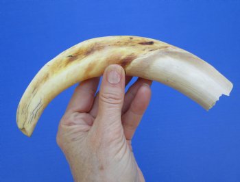 10 inches Large Warthog Tusk (<font color=red>6-1/4 inches Solid</font>) for $59.99