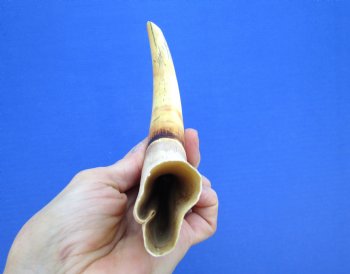10 inches Large Warthog Tusk (<font color=red>6-1/4 inches Solid</font>) for $59.99