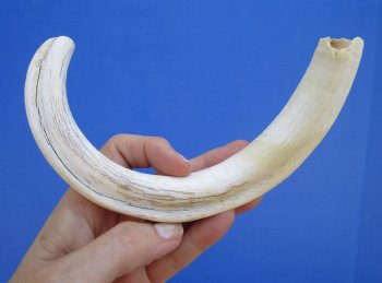 11 inches Large Warthog Tusk (<font color=red> 9-1/2 inches Solid</font>) for $59.99