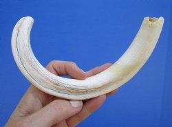 11 inches Large Warthog Tusk (<font color=red> 9-1/2 inches Solid</font>) for $59.99