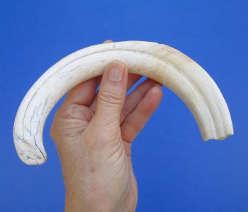 11 inches Large Warthog Tusk (<font color=red> 9-1/2 inches Solid</font>) for $59.99