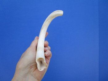 11 inches Large Warthog Tusk (<font color=red> 9-1/2 inches Solid</font>) for $59.99