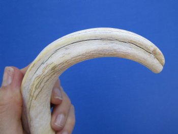 11 inches Large Warthog Tusk (<font color=red> 9-1/2 inches Solid</font>) for $59.99