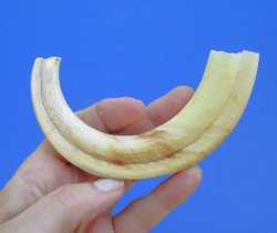 7-1/2 inches Real Warthog Tusk, 2.7 ounces, <font color=red> 5-1/2 inches Solid</font> - Buy for $19.99