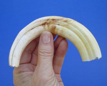 7-1/2 inches Real Warthog Tusk, 2.7 ounces, <font color=red> 5-1/2 inches Solid</font> - Buy for $19.99