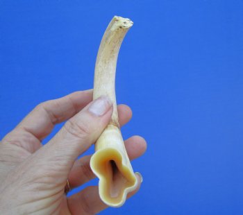 7-1/2 inches Real Warthog Tusk, 2.7 ounces, <font color=red> 5-1/2 inches Solid</font> - Buy for $19.99