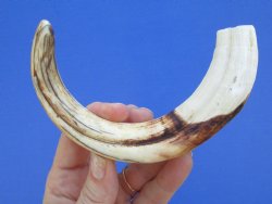  8-1/2 inches African Warthog Ivory Tusk, 3.1 ounces, <font color=red> 7 inches Solid</font> for $34.99