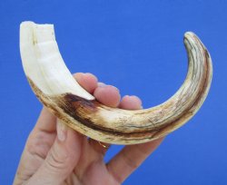  8-1/2 inches African Warthog Ivory Tusk, 3.1 ounces, <font color=red> 7 inches Solid</font> for $34.99