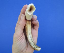  8-1/2 inches African Warthog Ivory Tusk, 3.1 ounces, <font color=red> 7 inches Solid</font> for $34.99