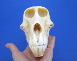 7" Female Chacma Baboon Skull - Buy this one for $154.99 (CITES p000023748)