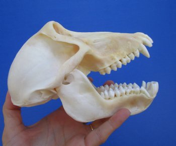 7" Female Chacma Baboon Skull - Buy this one for $154.99 (CITES p000023748)