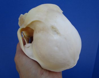 7" Female Chacma Baboon Skull - Buy this one for $154.99 (CITES p000023748)