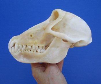 7" Female Chacma Baboon Skull - Buy this one for $154.99 (CITES p000023748)