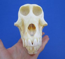 6-3/4" Female Chacma Baboon Skull - Buy this one for $154.99 (CITES p000023748)