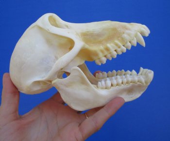 6-3/4" Female Chacma Baboon Skull - Buy this one for $154.99 (CITES p000023748)