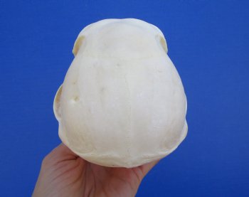 6-3/4" Female Chacma Baboon Skull - Buy this one for $154.99 (CITES p000023748)