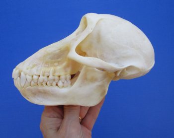 6-3/4" Female Chacma Baboon Skull - Buy this one for $154.99 (CITES p000023748)