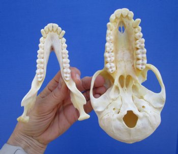 6-3/4" Female Chacma Baboon Skull - Buy this one for $154.99 (CITES p000023748)