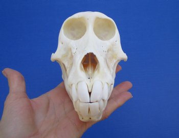 6-1/2" Female Chacma Baboon Skull - Buy this one for $154.99 (CITES p000023748)
