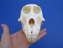 6-1/2" Female Chacma Baboon Skull - Buy this one for $154.99 (CITES p000023748)