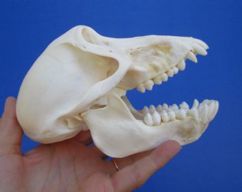 6-1/2" Female Chacma Baboon Skull - Buy this one for $154.99 (CITES p000023748)