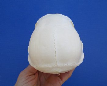 6-1/2" Female Chacma Baboon Skull - Buy this one for $154.99 (CITES p000023748)