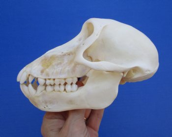6-1/2" Female Chacma Baboon Skull - Buy this one for $154.99 (CITES p000023748)