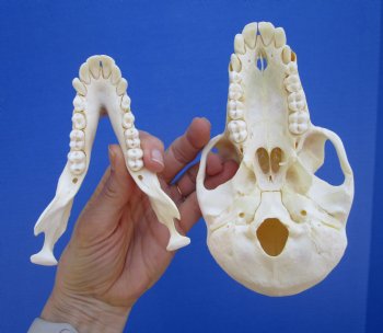 6-1/2" Female Chacma Baboon Skull - Buy this one for $154.99 (CITES p000023748)