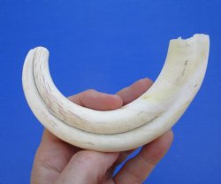  8-1/2 inches African Warthog Ivory Tusk, 3.3 ounces, <font color=red> 6-1/4 inches Solid</font> for $34.99