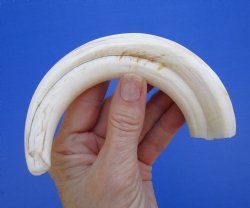  8-1/2 inches African Warthog Ivory Tusk, 3.3 ounces, <font color=red> 6-1/4 inches Solid</font> for $34.99