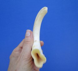  8-1/2 inches African Warthog Ivory Tusk, 3.3 ounces, <font color=red> 6-1/4 inches Solid</font> for $34.99