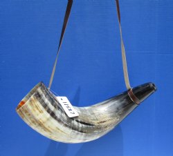 22 inches Extra Large Viking War Horn, Buffalo Blowing Horn with Leather Strap - Buy this one for $39.99