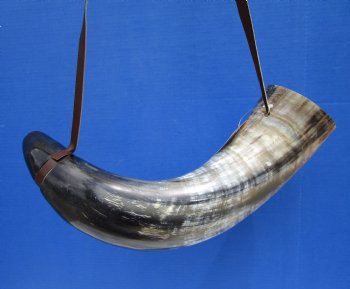 22 inches Extra Large Viking War Horn, Buffalo Blowing Horn with Leather Strap - Buy this one for $39.99