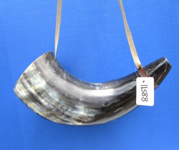 21-1/2 inches Extra Large Viking War Horn, Buffalo Blowing Horn with Leather Strap - Buy this one for $39.99