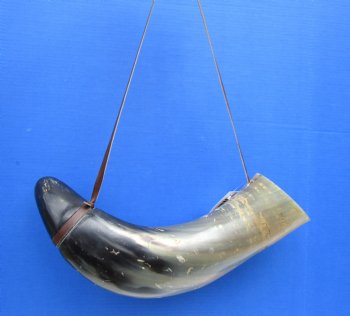 24-1/2 inches Extra Large Viking War Horn, Buffalo Blowing Horn with Leather Strap - Buy this one for $39.99