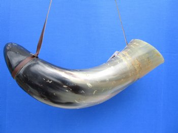24-1/2 inches Extra Large Viking War Horn, Buffalo Blowing Horn with Leather Strap - Buy this one for $39.99