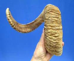 30 inches Extra Lar...