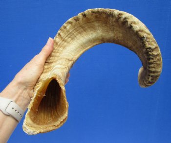 30 inches Extra Large African Ram Horn, Sheep Horn for Sale - $37.99