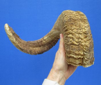 29 inches African Merino Ram, Sheep Horn for Sale - $35.99