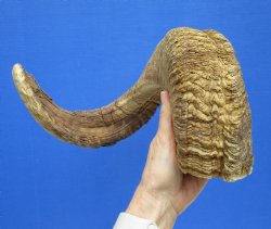 29 inches African M...