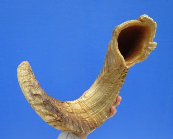 29 inches African Merino Ram, Sheep Horn for Sale - $35.99