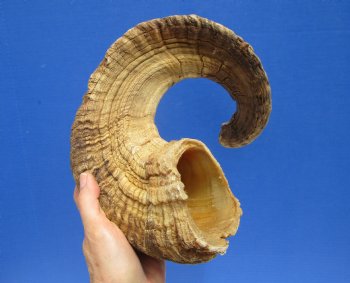 29 inches African Merino Ram, Sheep Horn for Sale - $35.99