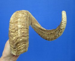 32 inches Huge Afri...